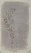 Willim Henry Fox Talbot Rosemary Twig oil on canvas